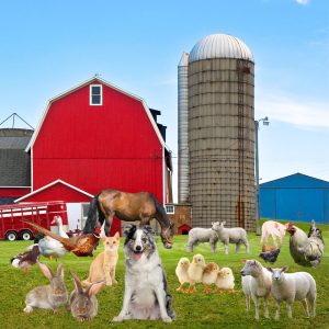 Animal Feed