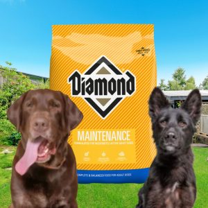 Diamond Maintenance Dog Food 40 lbs.. Diamond Dog Food, bird seed, fertilizer, food plots, deer plots, weed killer, herbicide, grass seed, livestock feed store near me, animal feed suppliers near me, animal feed store, feed store near me, chick starter feed, chicken feed, grower feed for chickens, poultry feed, deer feed, duck feed, goat feed, rabbit feed, horse feed, game bird grower feed, sheep feed, hog feed, feed for livestock, broiler feed, geese food, poultry feed near me, bug killer, insecticide, rodent killer
