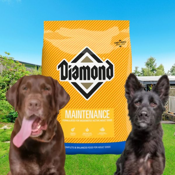 Diamond Maintenance Dog Food 40 lbs.. Diamond Dog Food, bird seed, fertilizer, food plots, deer plots, weed killer, herbicide, grass seed, livestock feed store near me, animal feed suppliers near me, animal feed store, feed store near me, chick starter feed, chicken feed, grower feed for chickens, poultry feed, deer feed, duck feed, goat feed, rabbit feed, horse feed, game bird grower feed, sheep feed, hog feed, feed for livestock, broiler feed, geese food, poultry feed near me, bug killer, insecticide, rodent killer