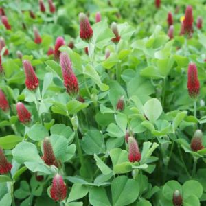 crimson clover for deer, crimson clover deer food plots, crimson clover food plot, crimson clover for deer plots, best clover for deer, clover food plot seed, medium red clover for deer, medium red clover seed for sale, medium red clover seeding rate