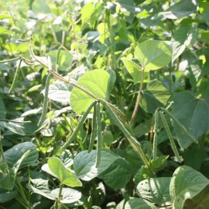 forage pea, forage peas for deer, winter peas seed, forage pea seed, forage pea varieties, forage peas silage, spring forage pea, winter peas for deer, spring food plots for deer