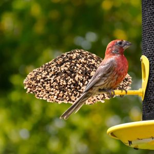 wild finch bird seed, finch bird seed, wild finch food, finch feed, finch blend bird seed, finch seed mix