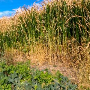 food plot seed, deer food plot seed, food plots for deer, deer plot seed, best food plot for deer, clover seed for deer, fall food plot seed, whitetail food plot seed, spring food plots for deer, deer seed company, fall food plots for deer, summer food plots for deer, best deer plot seed