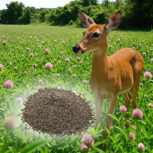 crimson clover for deer, crimson clover deer food plots, crimson clover food plot, crimson clover for deer plots, best clover for deer, clover food plot seed, medium red clover for deer, medium red clover seed for sale, medium red clover seeding rate