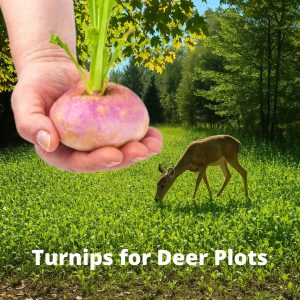 turnip food plot, best turnip for deer, deer turnip, turnip deer food plots, turnip greens for deer