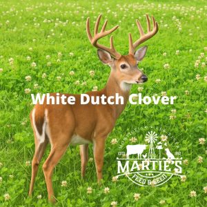 dutch white clover for deer, white dutch clover deer, white dutch clover deer plots
