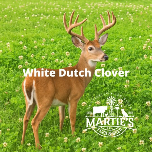 dutch white clover for deer, white dutch clover deer, white dutch clover deer plots