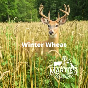 food plot seed, deer food plot seed, food plots for deer, deer plot seed, best food plot for deer, clover seed for deer, fall food plot seed, whitetail food plot seed, spring food plots for deer, deer seed company, fall food plots for deer, summer food plots for deer, best deer plot seed