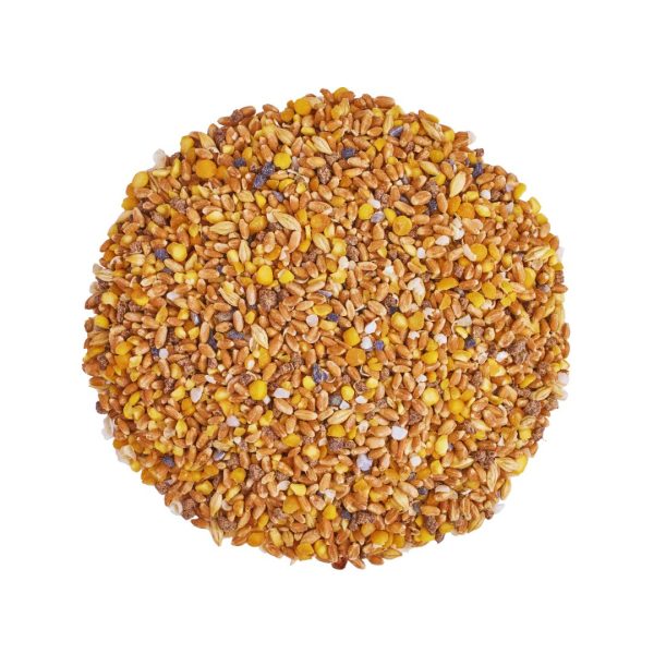 layer mash, laying mash for chickens, laying mash chicken feed, best laying mash for chickens, mash chicken feed