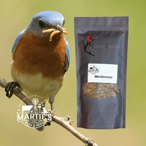 mealworm bird food, mealworm bird feed, meal worm bird food, bird seed, wild bird seed, sunflower seeds for birds, safflower seeds for birds, bird seed online, safflower seeds, finch food, sunflower chips
